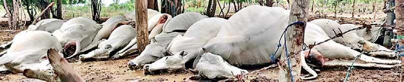 DEAD COWS