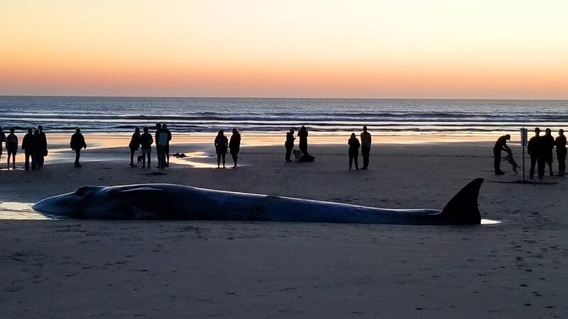 Click to enlarge dead whale