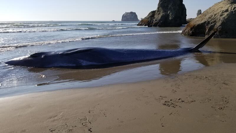 Click to enlarge dead whale