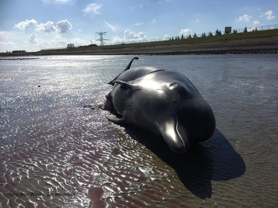 dead whale