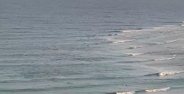 Surf cameras have captured the horrific moment a man was killed by a great white shark at a netted Gold Coast beach in the first fatal attack in the region since 1958