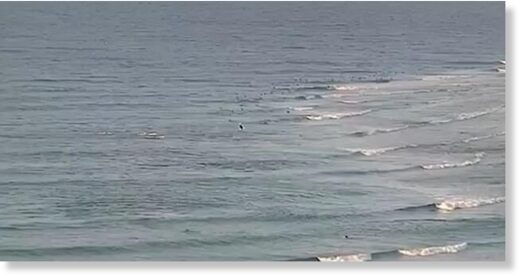 Surf cameras have captured the horrific moment a man was killed by a great white shark at a netted Gold Coast beach in the first fatal attack in the region since 1958