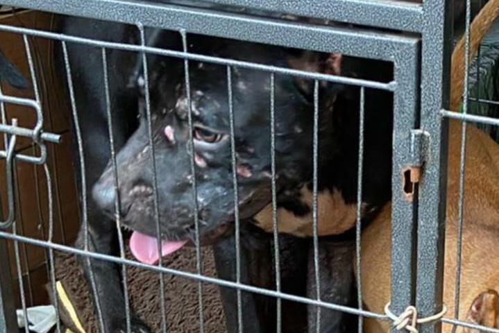 Click to enlarge One of the dogs was covered in scarring