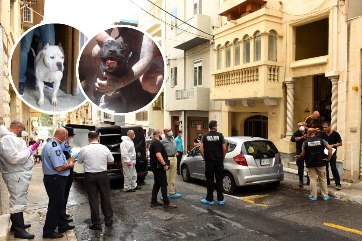 Click to enlarge The scene of the incident and (inset)2 of the 8 dogs kept in the property