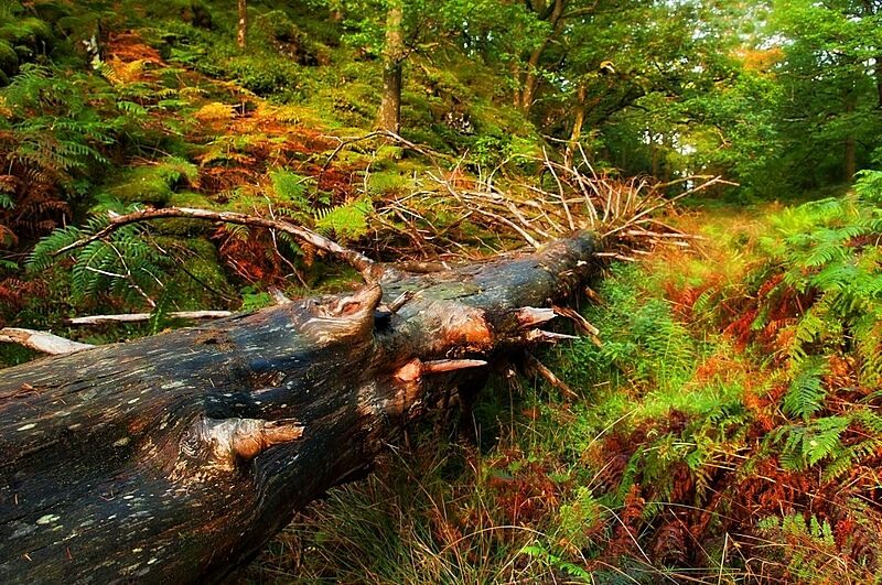 fallen tree log forest logging
