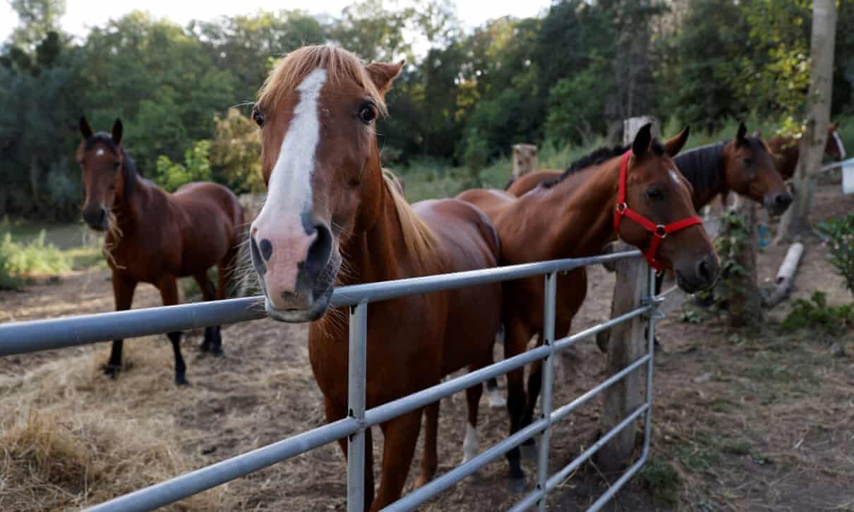 french horses
