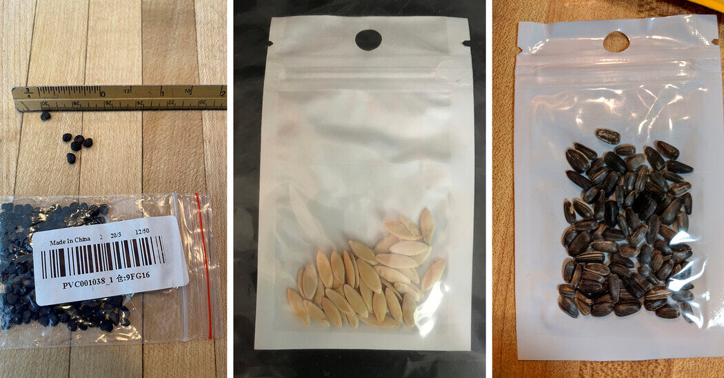 Click to enlarge seeds
