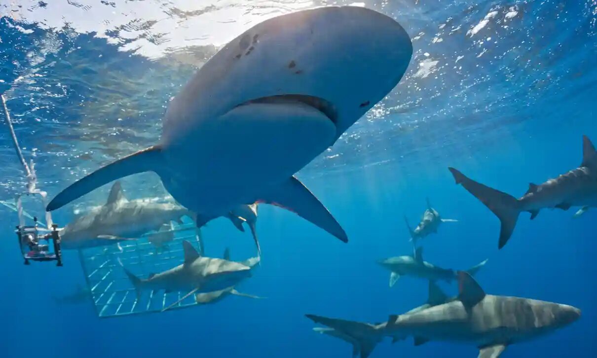 Click to enlarge shark