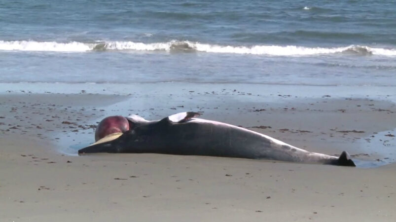 Whale removed from Rhode Island Beach