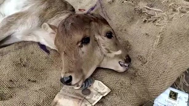 The farmer was shocked to see the unusual calf