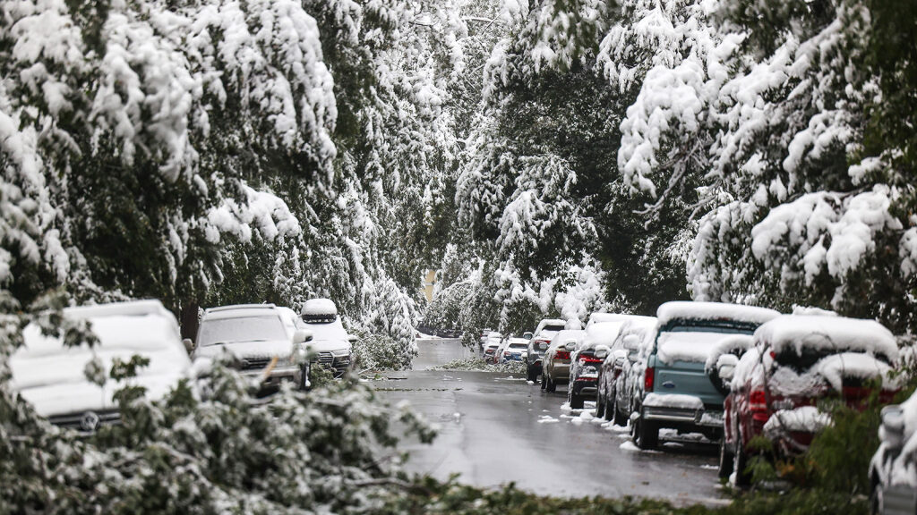 Fallen tree limbs block a street during an early season snow storm on September 9, 2020 in Boulder, Colorado.