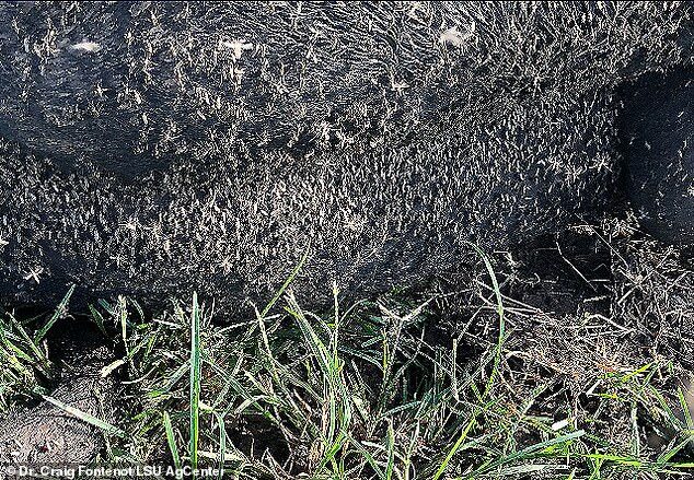 Click to enlarge A swarm of vicious little suckers