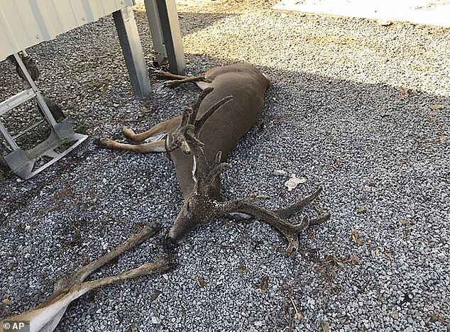 A deer rancher lost about 30 of his 110 animals