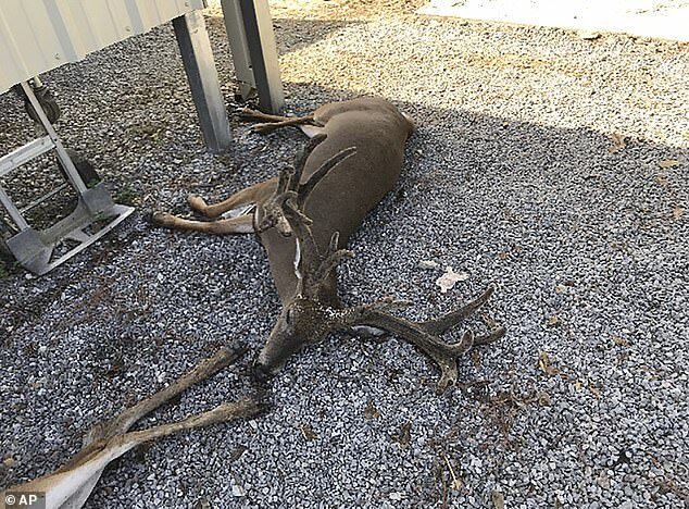 Click to enlarge A deer rancher lost about 30 of his 110 animals