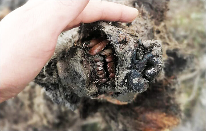 preserved cave bear russia siberia