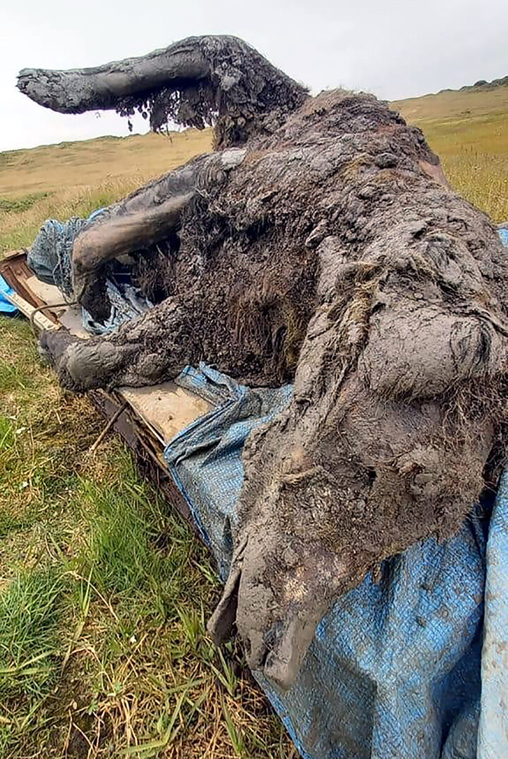 Click to enlarge cave bear preserved siberia russia