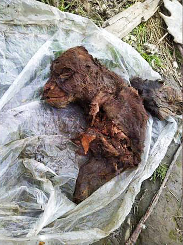 Click to enlarge cave bear cub Yakutia preserved