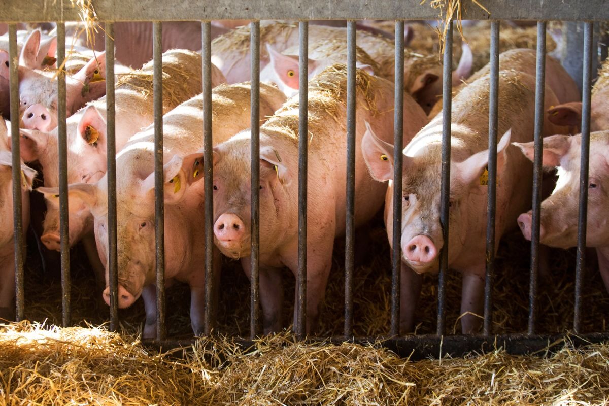 pigs