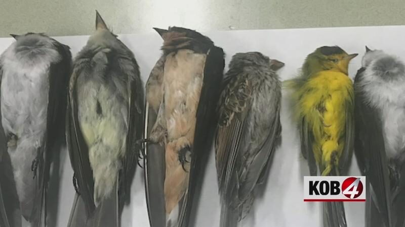 dead birds