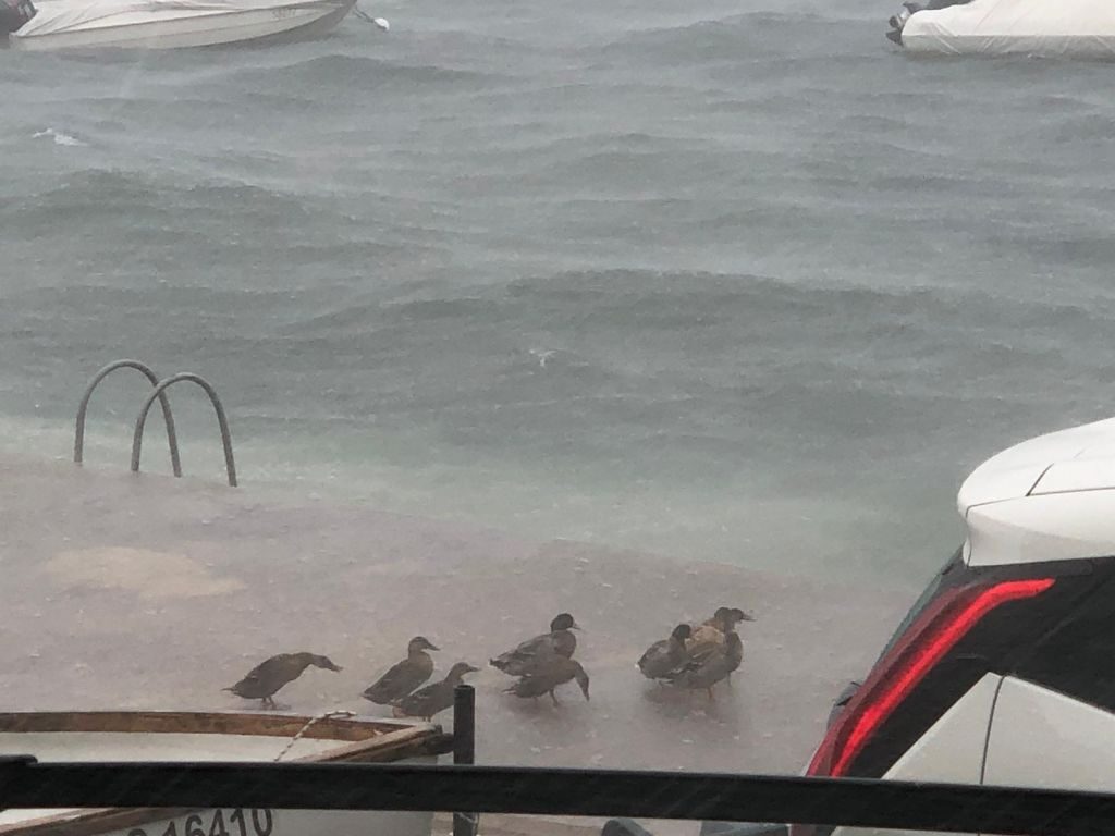 Click to enlarge DUCKS
