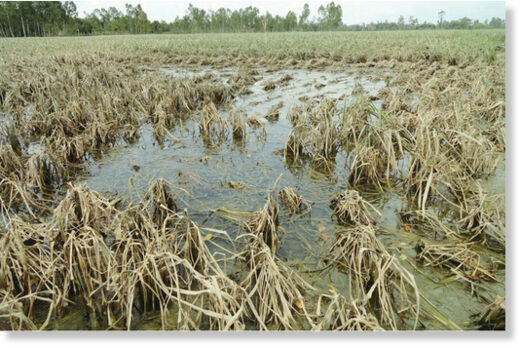 flooded farmland