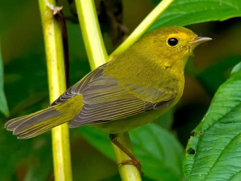 Click to enlarge Locals have reported seeing birds around their house — and sometimes inside their house — like this juvenile Wilson's Warbler, still learning how to fly.