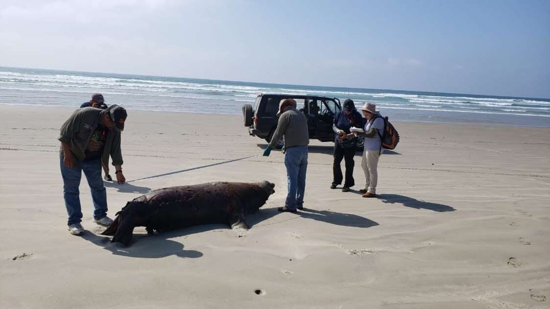 Click to enlarge One of the 137 dead sea lions is seen on the beach in Baja California Sur state.