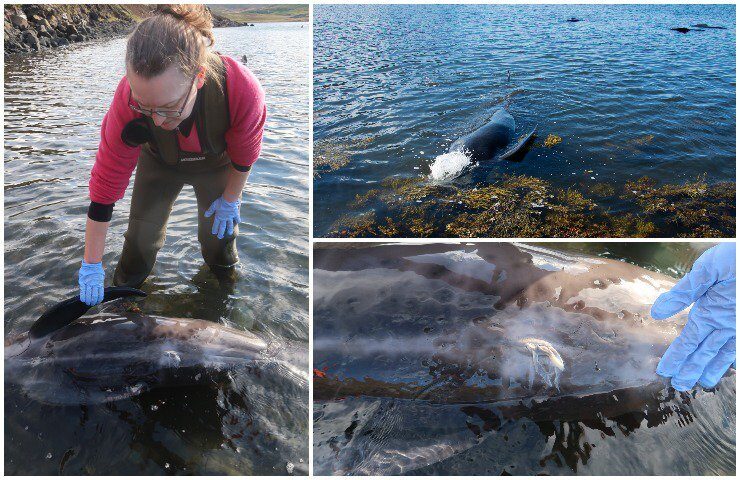 Click to enlarge Two whales survived.