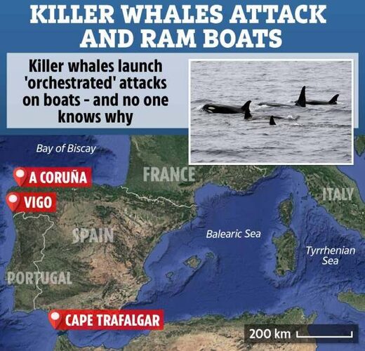 orca killer whale attacks spain portugal gibralta