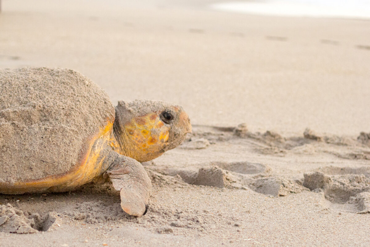 loggerhead