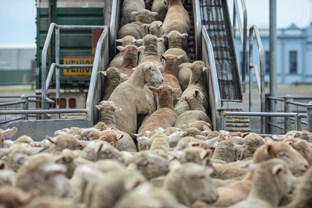 flock of sheep