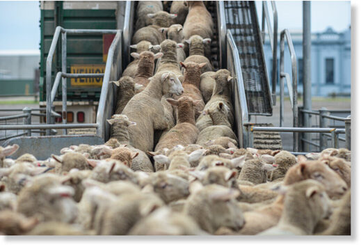 Click to enlarge flock of sheep