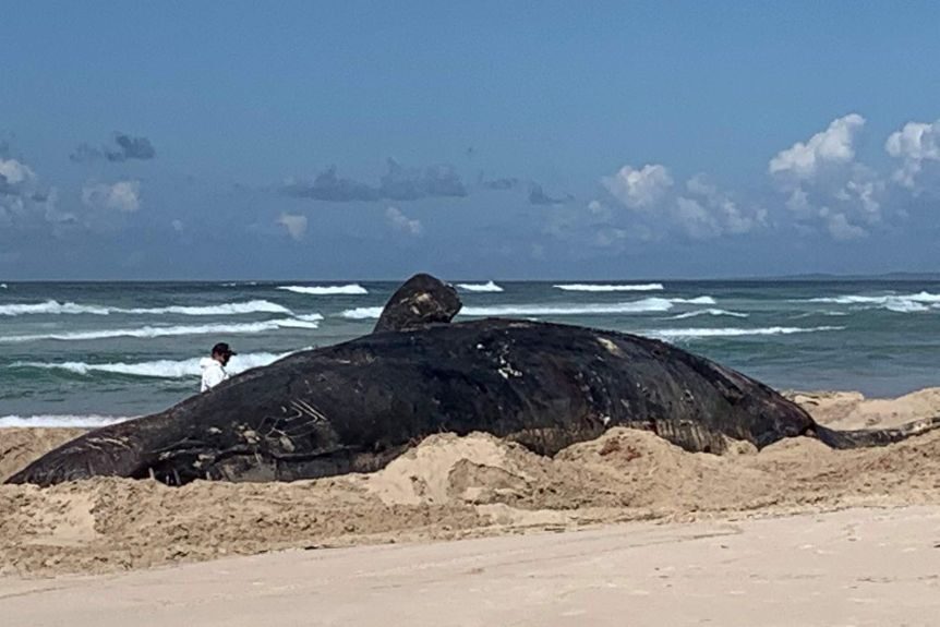 dead whale