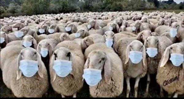 sheep with masks