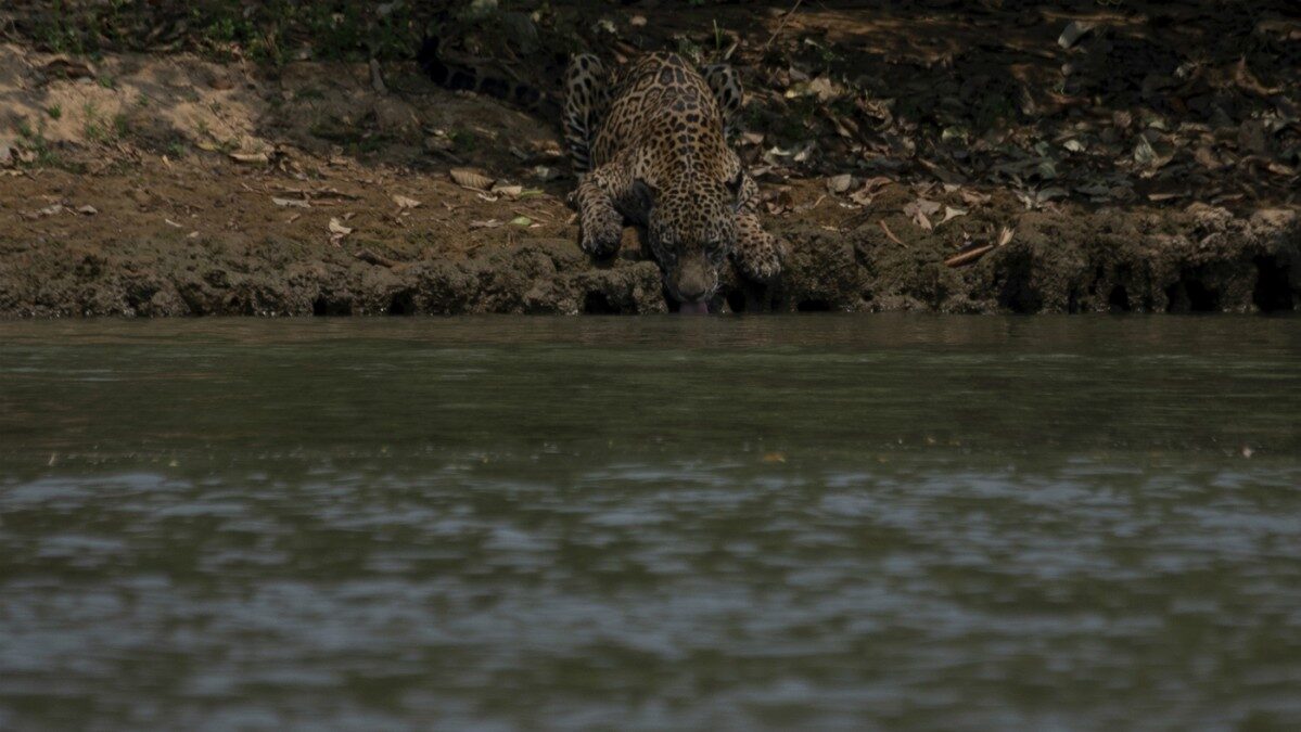 An injured jaguar drinks from a river in Mato Grosso State, Brazil, as the region suffers its worst fires in more than 47 years
