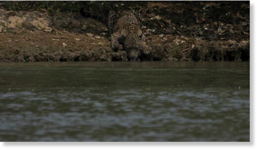 An injured jaguar drinks from a river in Mato Grosso State, Brazil, as the region suffers its worst fires in more than 47 years
