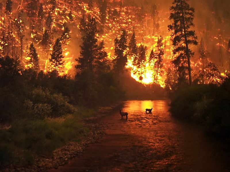 Click to enlarge wildfire deer