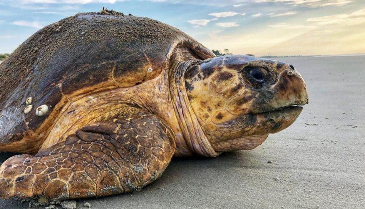 sea turtle