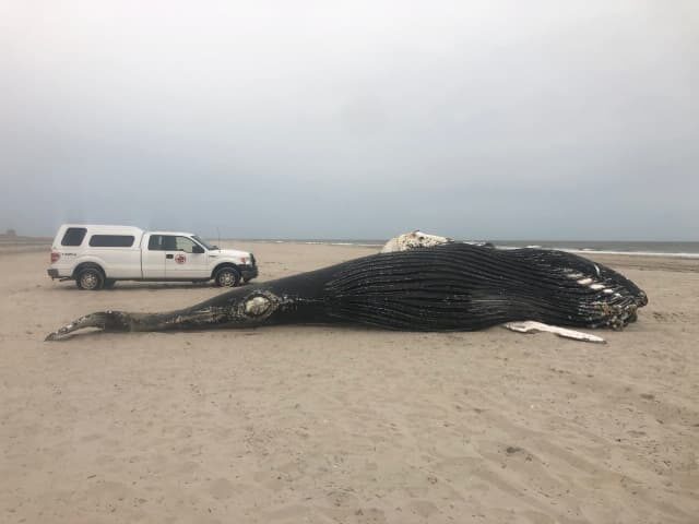 Click to enlarge The necropsy of a whale that died at sea is under way Friday on a Brigantine beach.