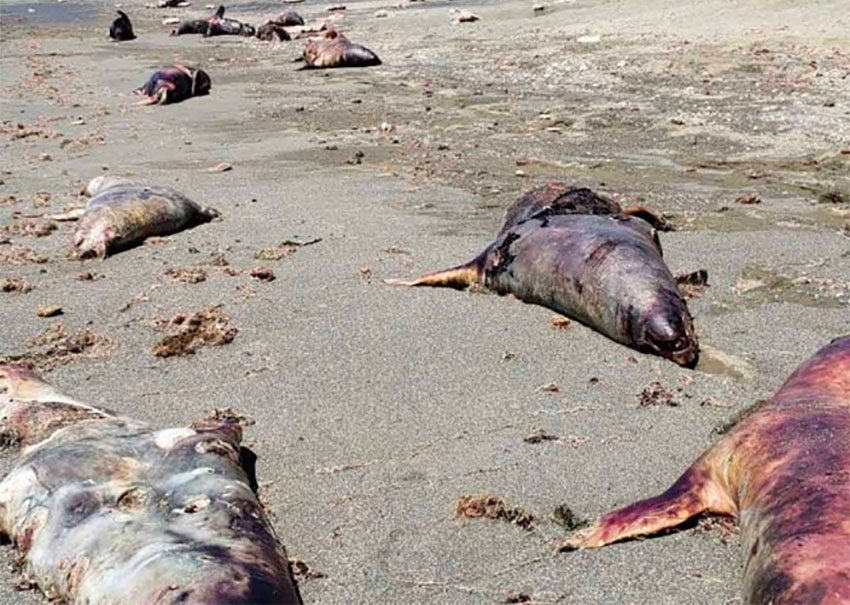 dead sea ions