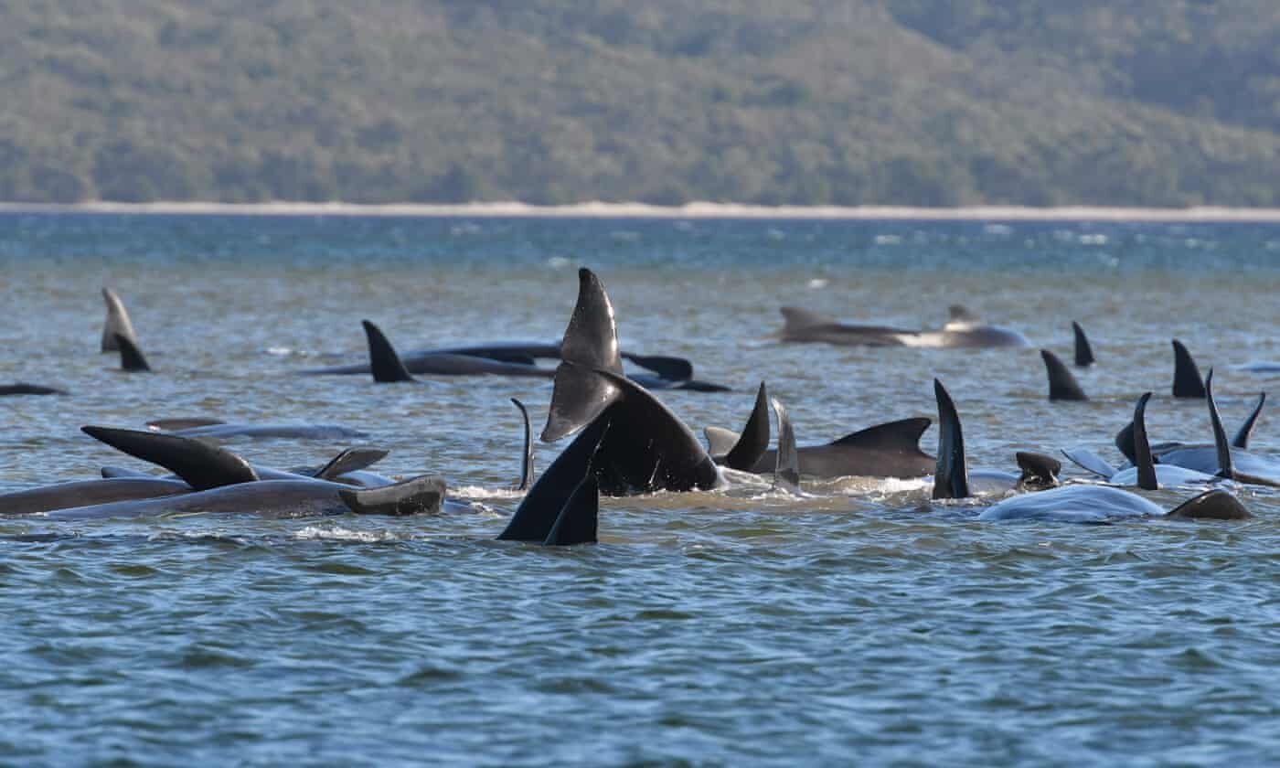 Click to enlarge Police, marine experts and scientists have rushed to a pod of about 250 whales that are believed to be stranded on a sandbar at Macquarie Harbour on Tasmania’s west coast on Monday.