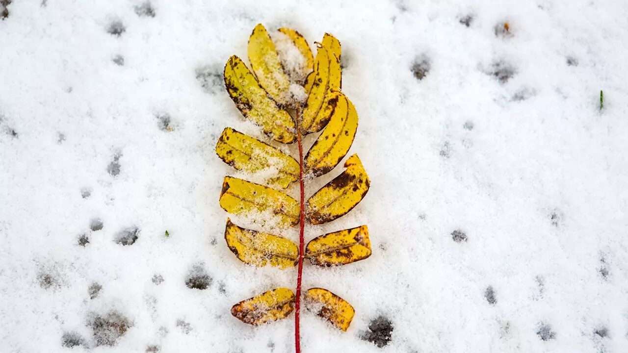 Click to enlarge snow