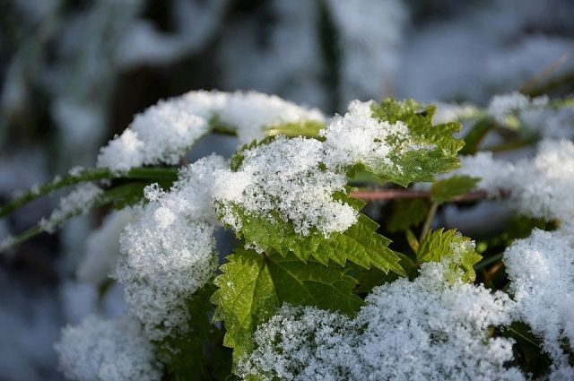 snow