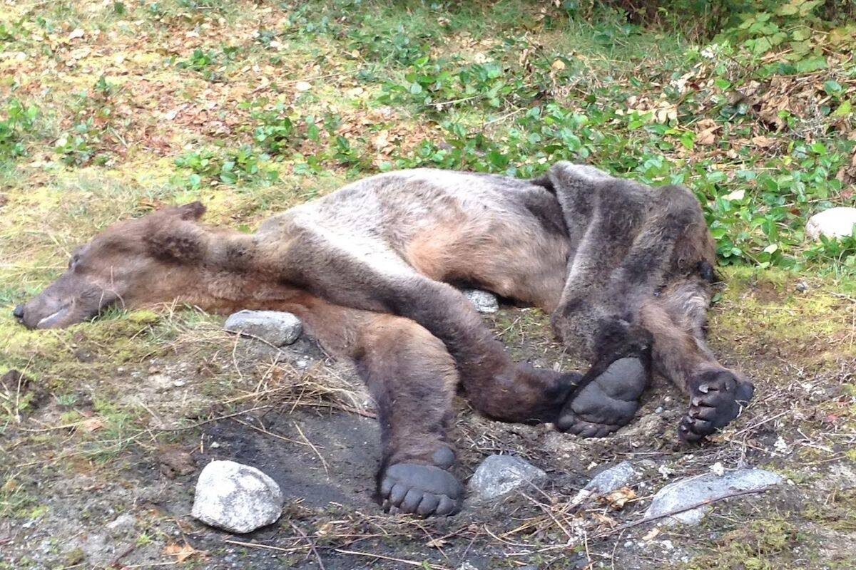 The emaciated grizzly was found dead on Smith Inlet in Central Coast of B.C.