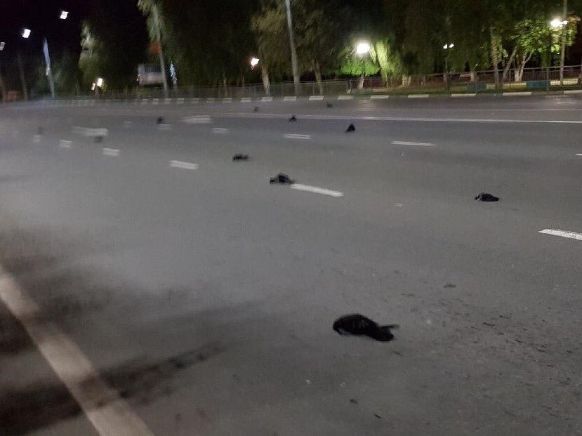 dead birds