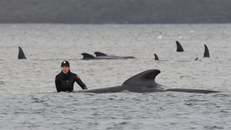 Trained rescuers are helping move the whales into deeper waters