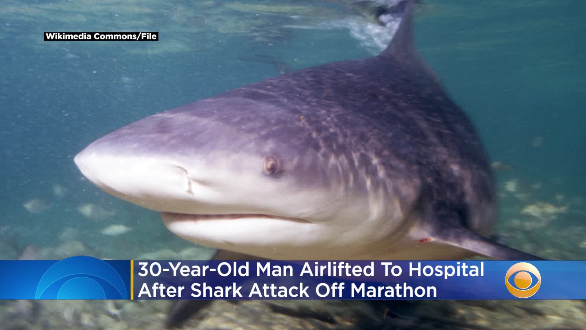 bull shark