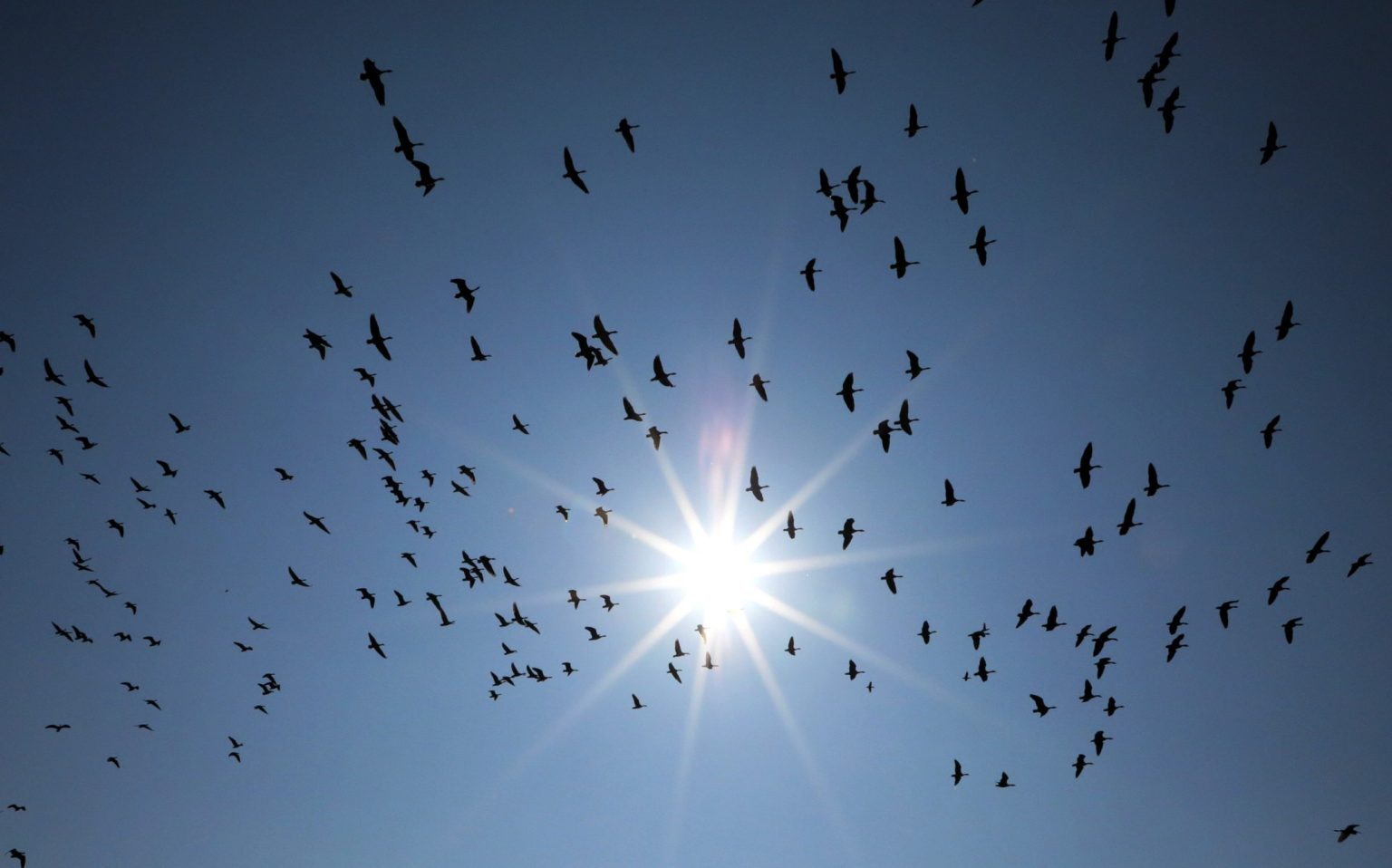 Birds flying