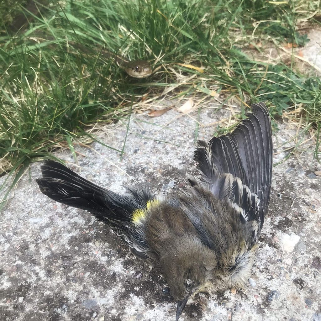 A snake visits the carcass of a yellow-rumped warbler in West Vail. Dead warblers have been found all over Eagle County in recent days.