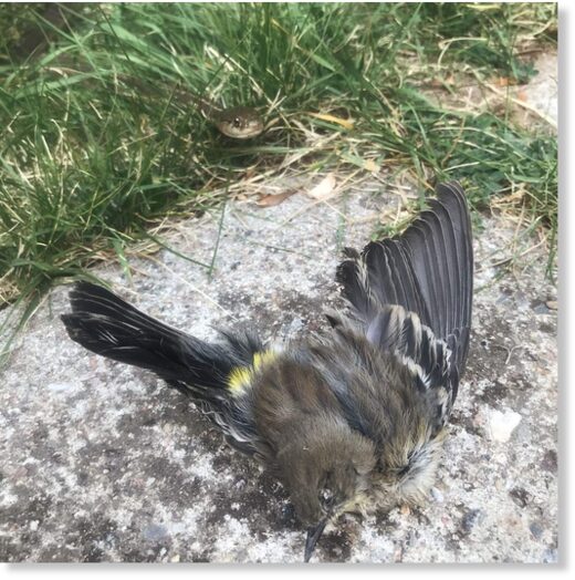 A snake visits the carcass of a yellow-rumped warbler in West Vail. Dead warblers have been found all over Eagle County in recent days.